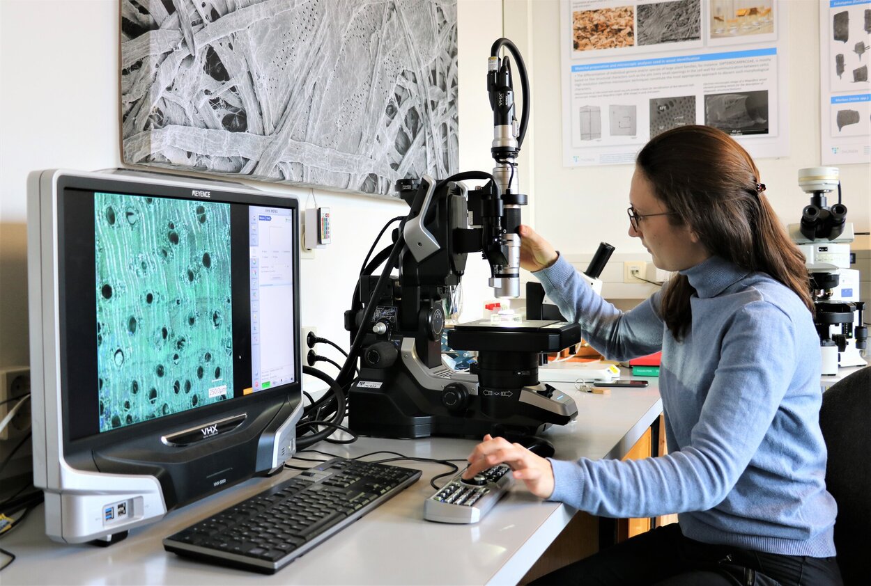 Doktorandin Valentina Zemke sitzt vor einem Mikroskop bei der anatomischen Holzartenbestimmung. 