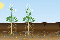 Pflanzen deren Wurzeln bis in den Unterboden reichen machen Wege auch für andere Pflanzen. Grafik Erdquerschnitt von zwei tiefwurzelnde Pflanzen, Regenwurmlöchern und einer Sonne