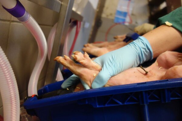 Ferkel in Narkoseschale Ferkel in Narkoseschale