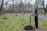Letzte Arbeiten zum Anbinden der Bäume auf der neuen Streuobstwiese
