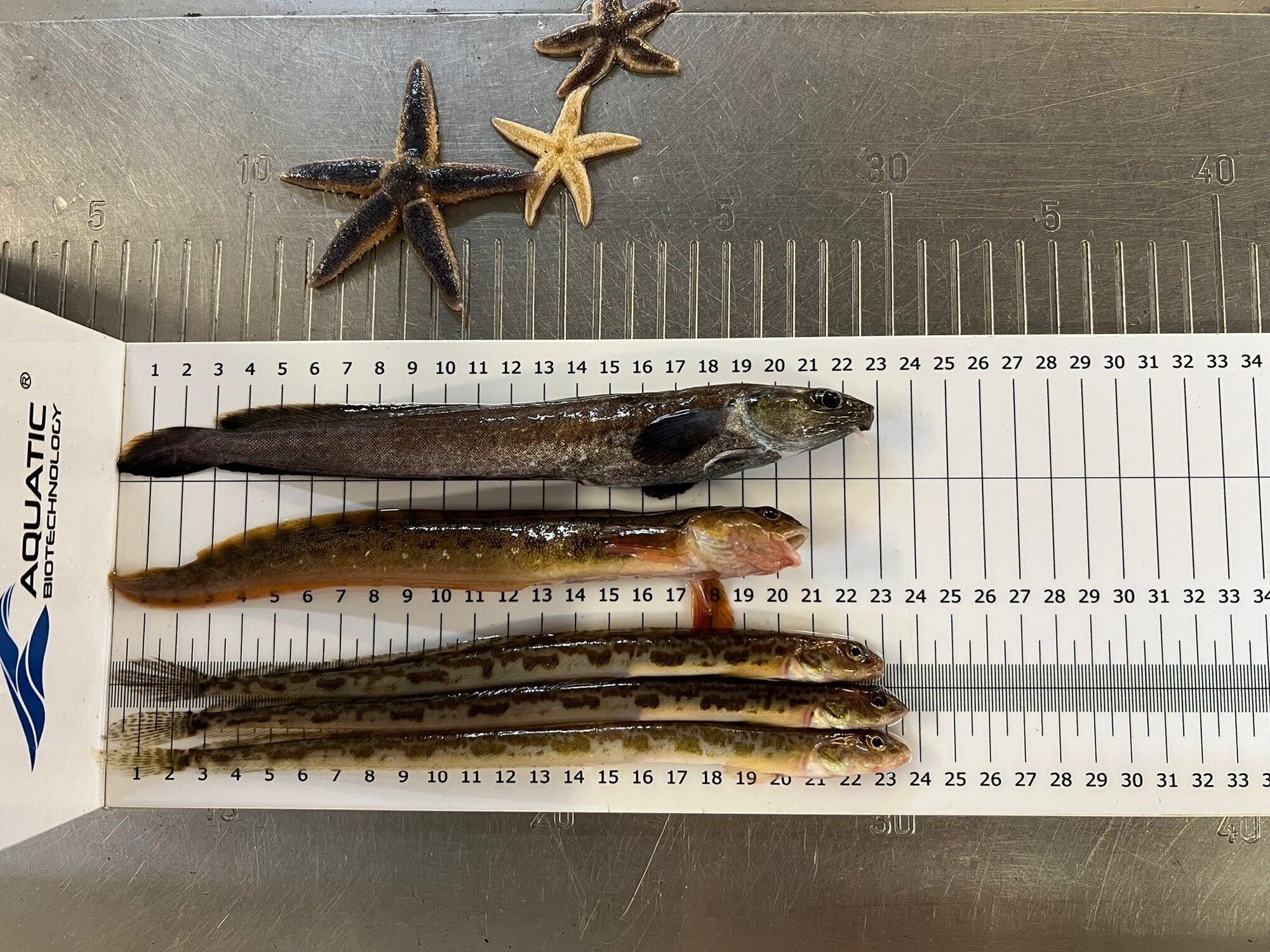 Various fish species: sharp-tailed darter (Lumpenus lampretaeformis), eelpout (Zoarcidae), four-bearded burbot (Enchelyopus cimbrius). 