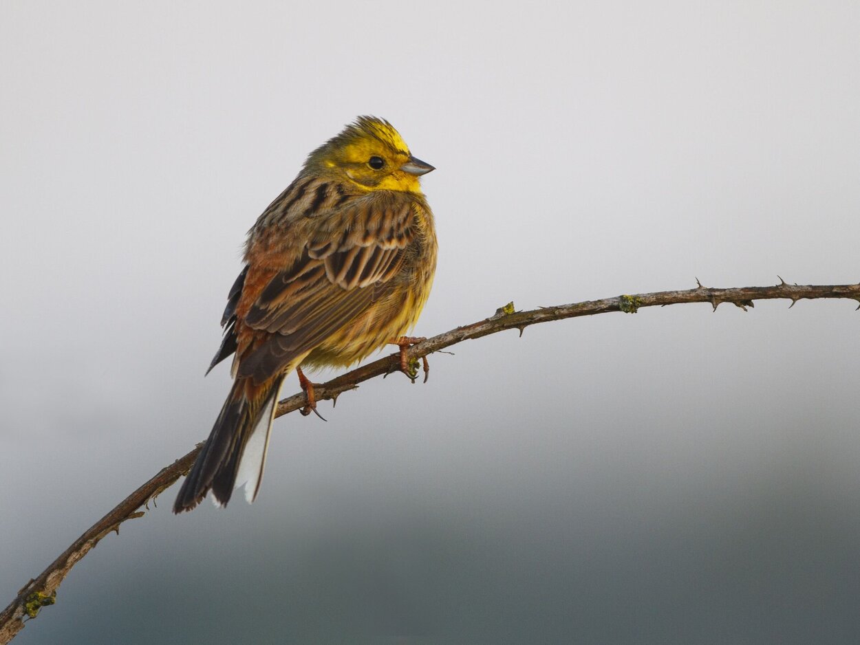 Goldammer sitzend auf einem Ast