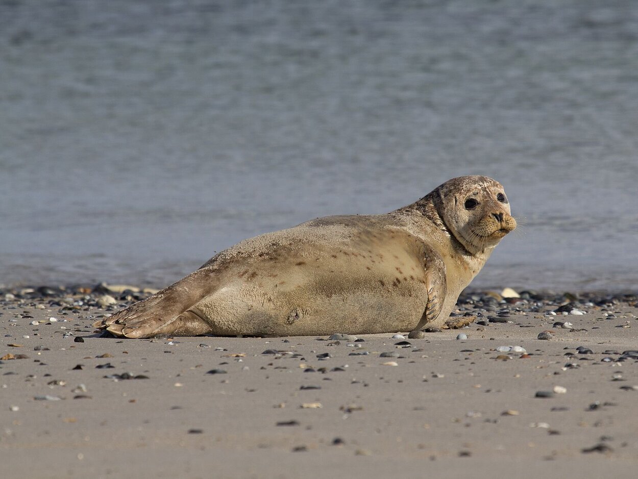 Ein Seehund liegt am Strand und schaut in die Kamera.