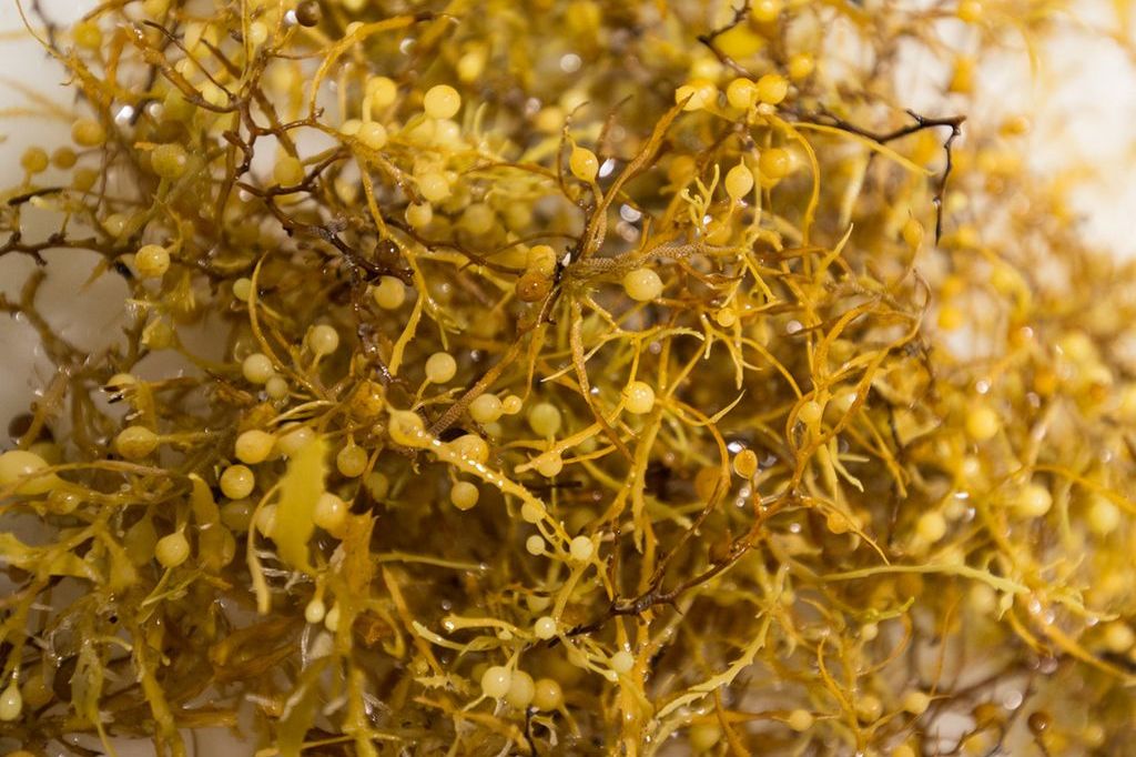 Die namensgebende Alge Sargassum natans in Nahaufnahme.