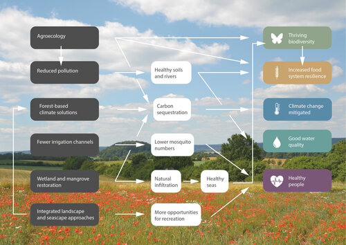 Ein Schaubild mit grauen, weißen und farbigen Kästchen, dazwischen Pfeile. Im Hintergrund eine Wiese mit Mohnblumen, zudem sind Hecken und Bäume zu sehen.