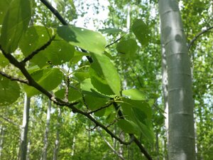 Rechts ist ein Stamm einer Aspe zu sehen, im Vordergrund ein Zweig mit charakteristischen, ründlichen Blättern
