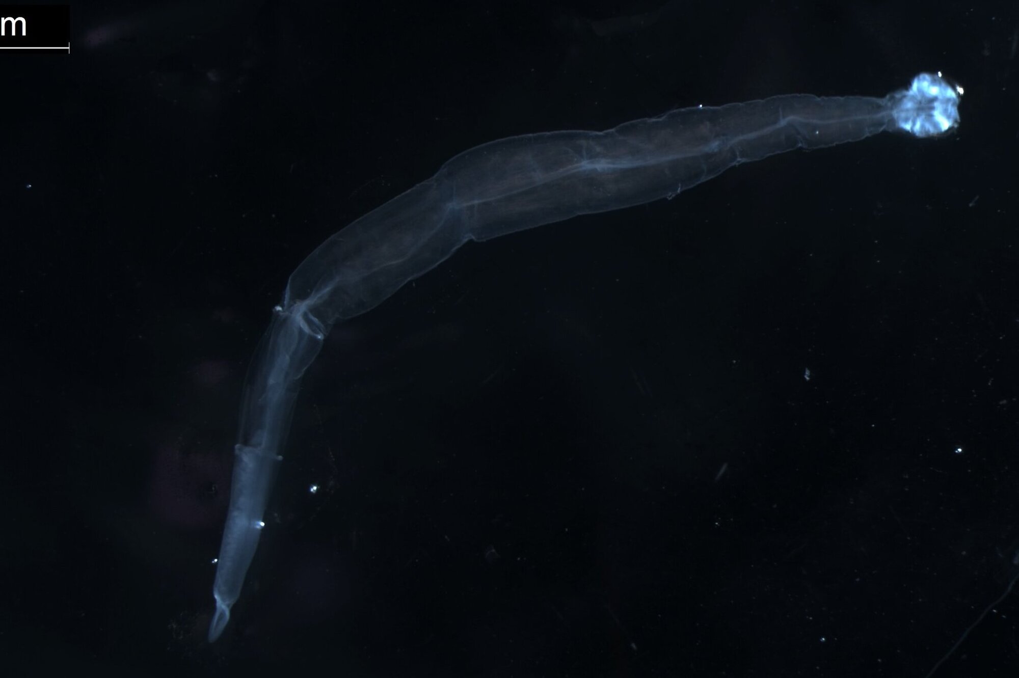Ein Pfeilwurm (Chaetognath)