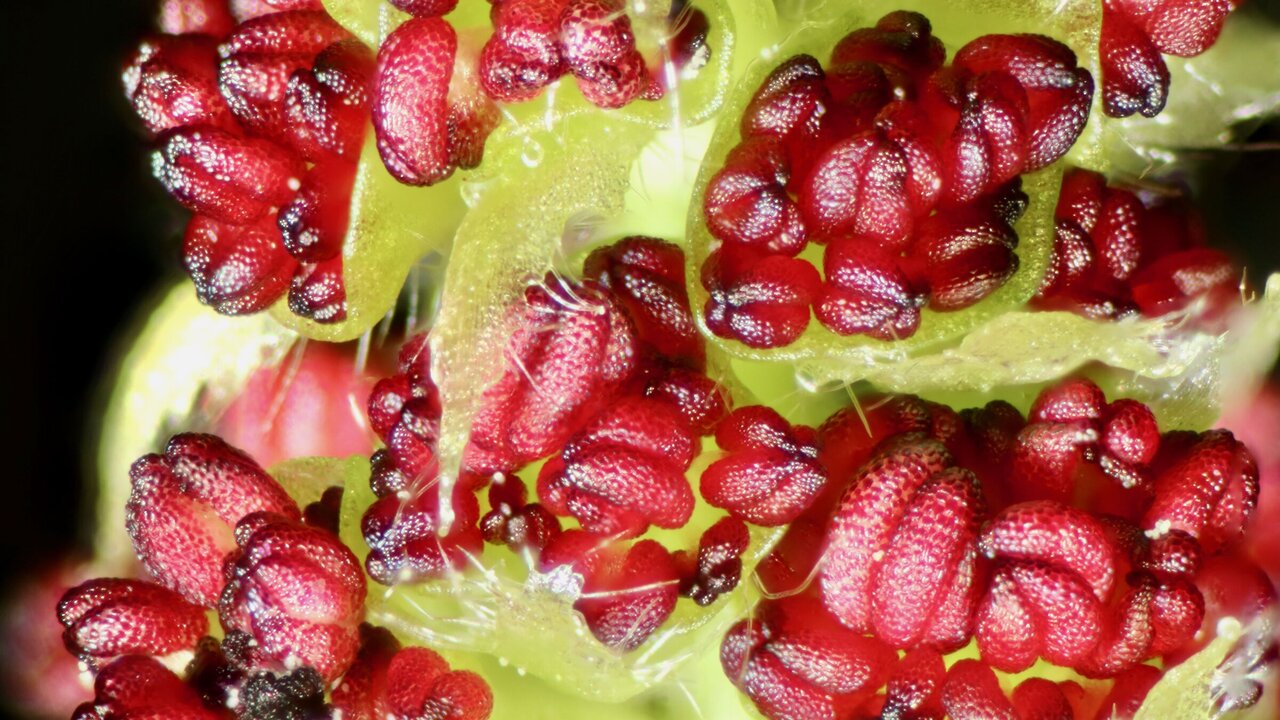 Early-flowering poplar