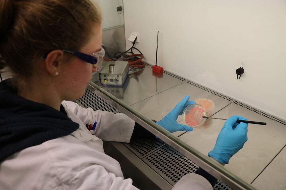 Mikrobiologie Verdünnungsausstrich Mikrobiologie Verdünnungsausstrich