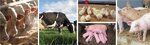 Collage von Schafen, Kühen, Schweinen und Hühnern