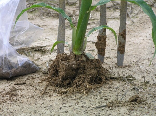 Sampling of the maize rhizosphere