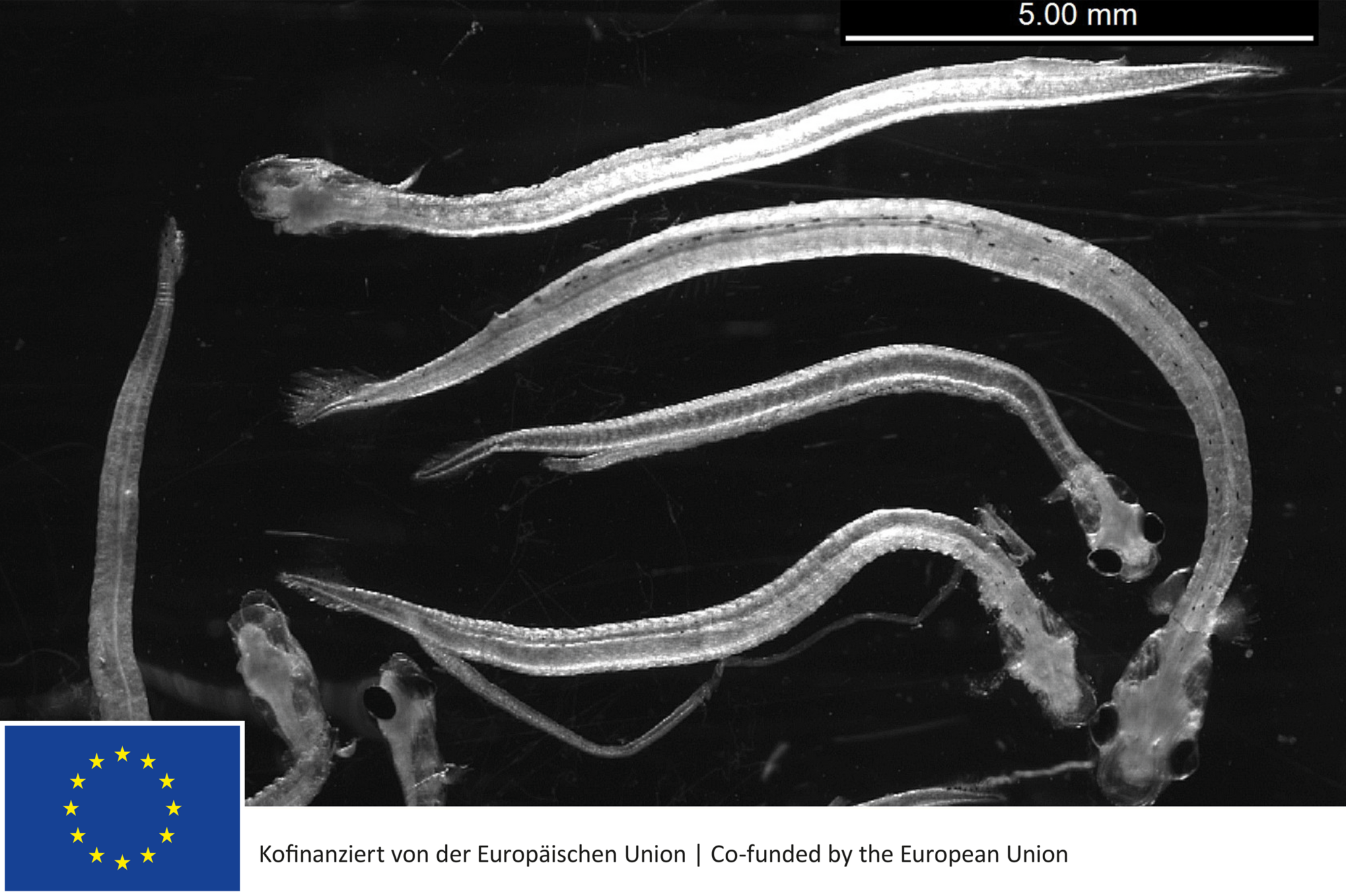 Heringslarven aufgereiht zur Längenmessung