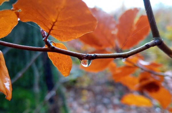 Raindrops on a beech branch.