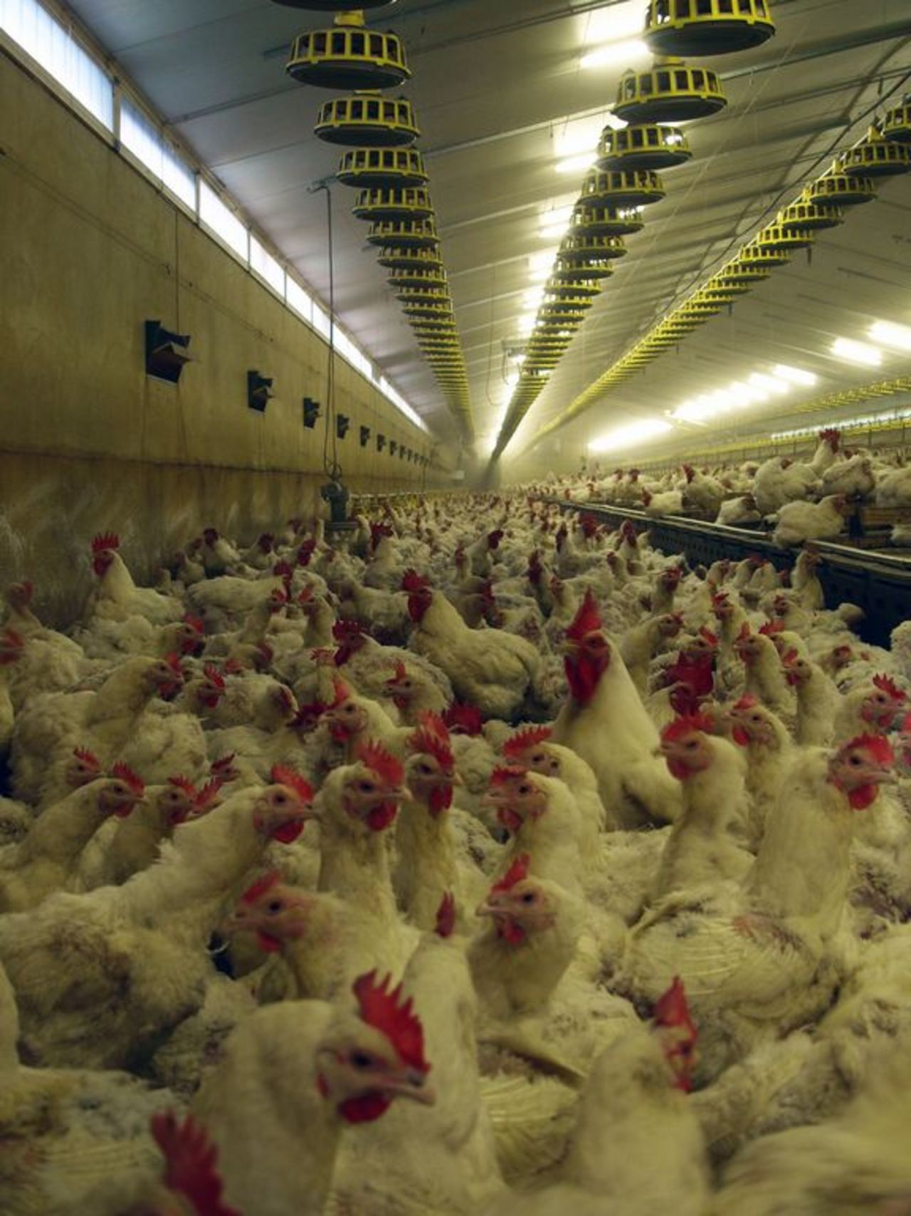 Inside a poultry house