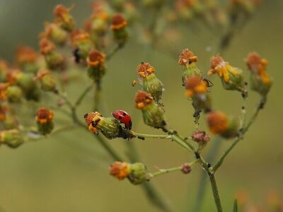 Ein Marienkäfer auf einer Pflanze