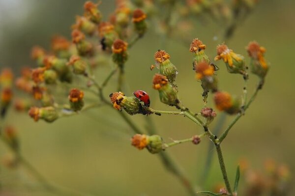 Ein Marienkäfer auf einer Pflanze