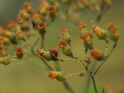 The value of diversity