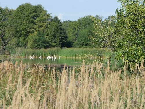 Silberreicher stehen in einem naturnahen Teich mit artenreicher Vegetation