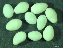 Pelleting of aspen seeds