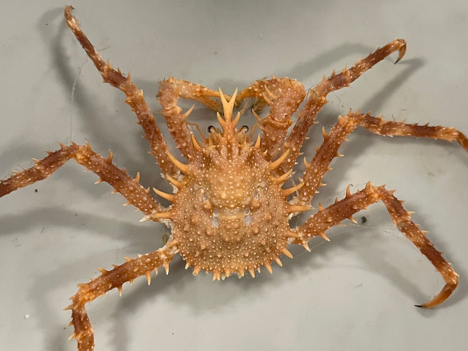 A spider crab.