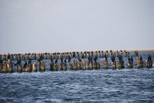 Der Kormoran im Interessenkonflikt von Schutz und Nutzung