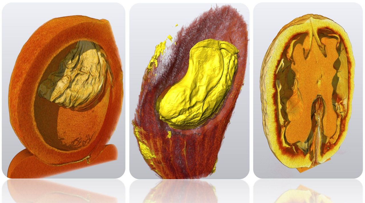 Figure: Volumetric representations of computer tomographic measurements in the macroscopic range of a cherry stone (left), a mango seed (middle) and a walnut (right)