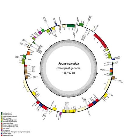 Das Chloroplastengenoms der Rotbuche ist als Kreis dargestellt. Annotierte Gene sind als farbige Rechecke gekennzeichnet.