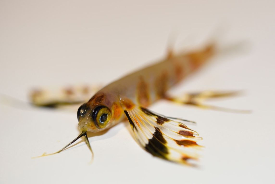 Ein junger Fliegender Fisch der Art Cheilopogon exsiliens.