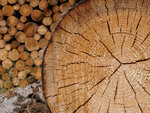 A close-up of a tree trunk with annual rings, with a pile of wood in the background.