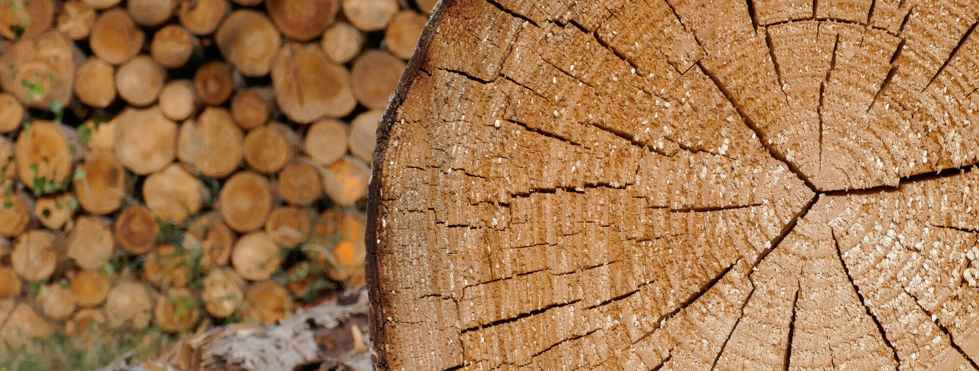 Eine Nahaufnahme eines Baumstamms mit Jahresringen, im Hintergrund ein Holzstapel.