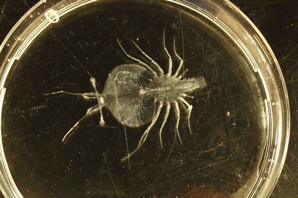 Phyllosoma-Larve einer Languste un ter dem Bino.