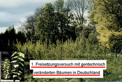 Biosicherheit bei transgenen Bäumen