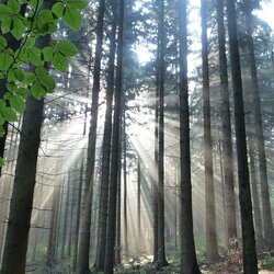 Rays of sunlight falling through a stand of spruce trees Drought in Norway spruce