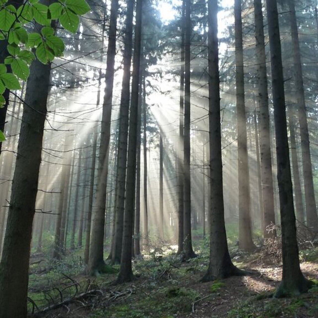 Sonnenstrahlen die durch einen Fichtenbestand fallen