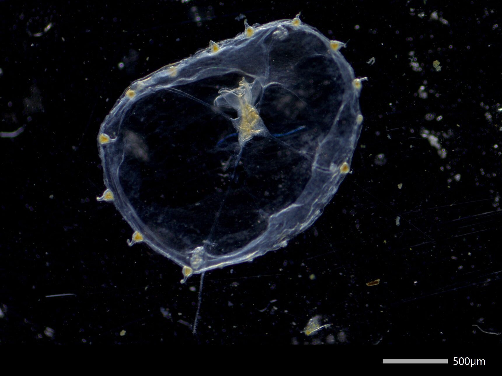 Die Qualle Clytia phialella.