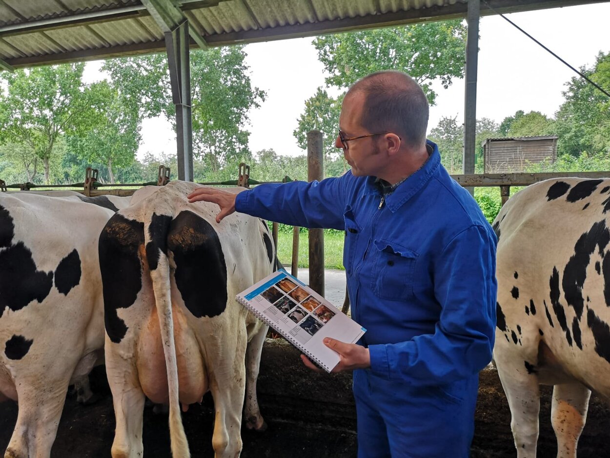 A scientist examines a cow for health restrictions.