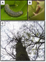 Dreiteiliges Bild. Fotos A und B zeigen Eichenwicklerraupen auf Eichenblättern, Foto C mehr oder minder kahlgefressene Eichen.