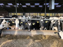 How can dairy farms develop in future?