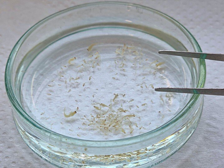 [Translate to English:] Small, almost transparent larvae of the brown shrimp (Crangon crangon) can be seen swimming or lying in a shallow glass sorting tray containing a small amount of water.