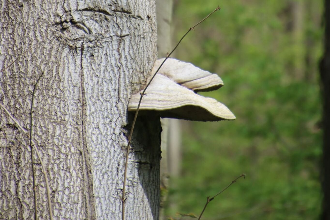 Pilzbewcuhs an einer Rotbuche