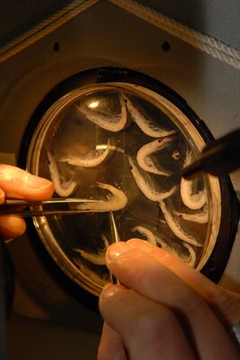 Krill sample Krill plankton sample is analysed under the binoculars