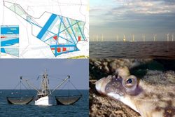 Maritime Raumordnung, Meeresstrategie-Rahmenrichtlinie und die Biodiversität der Nordseefische
