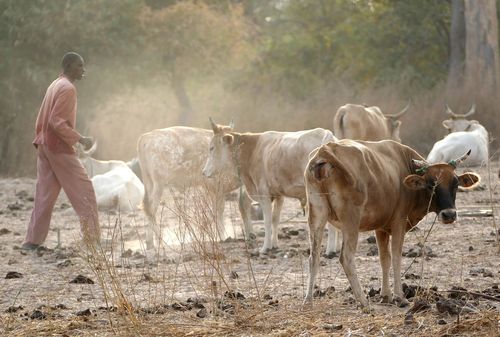 Dünne Rinder und ein Farmer auf trockenem Weidegrund im Senegal.