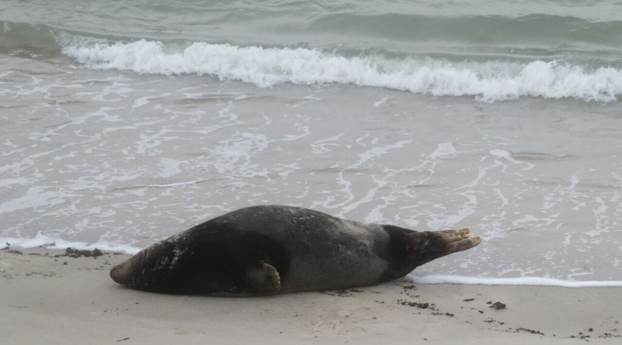 Grey seal on the beach