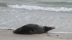 Return of the grey seal