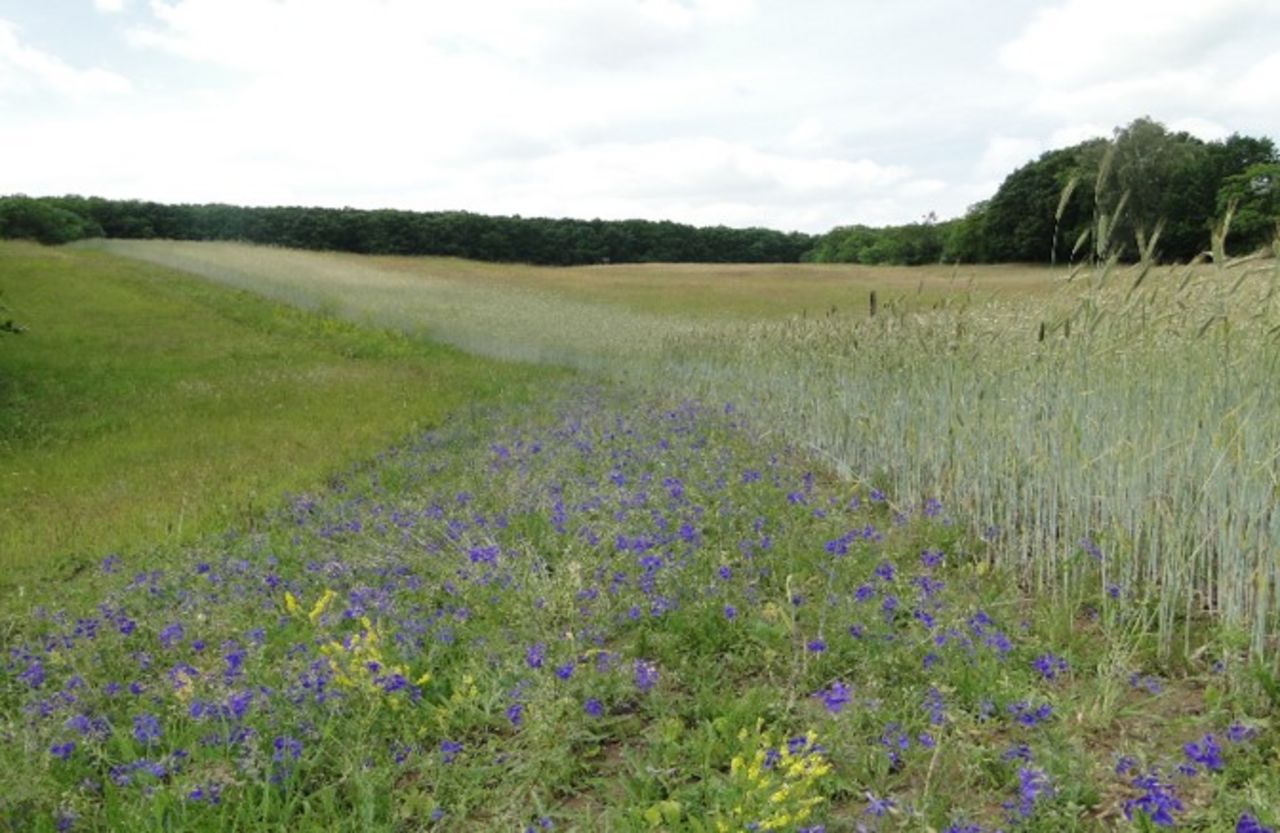 One measure to promote biodiversity in agricultural landscapes is the creation of perennial flower strips
