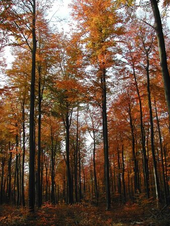Die jährliche Aufnahme des Kronenzustands bildet den verbindenden Teil zwischen dem extensiven und intensiven forstlichen Monitoring.
