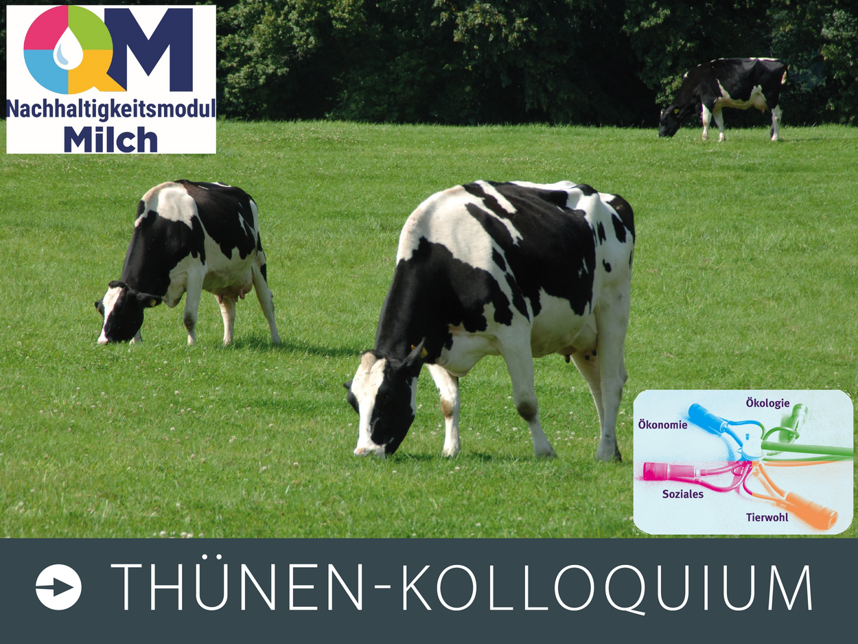 Zwei Kühe grasen auf einer Weide, rechts oben das Logo des Nachhaltigkeitsmoduls Milch und links unten ein Bild das auffordert Ökonomie, Ökologie, Soziales und Tierwohl zusammen zu betrachten.