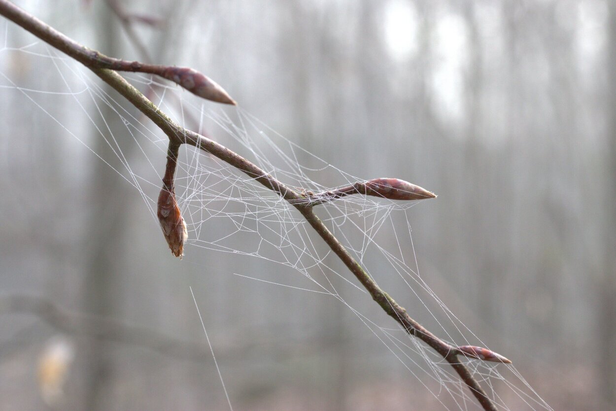Nahaufnahme der Knospen an einem Buchenast.