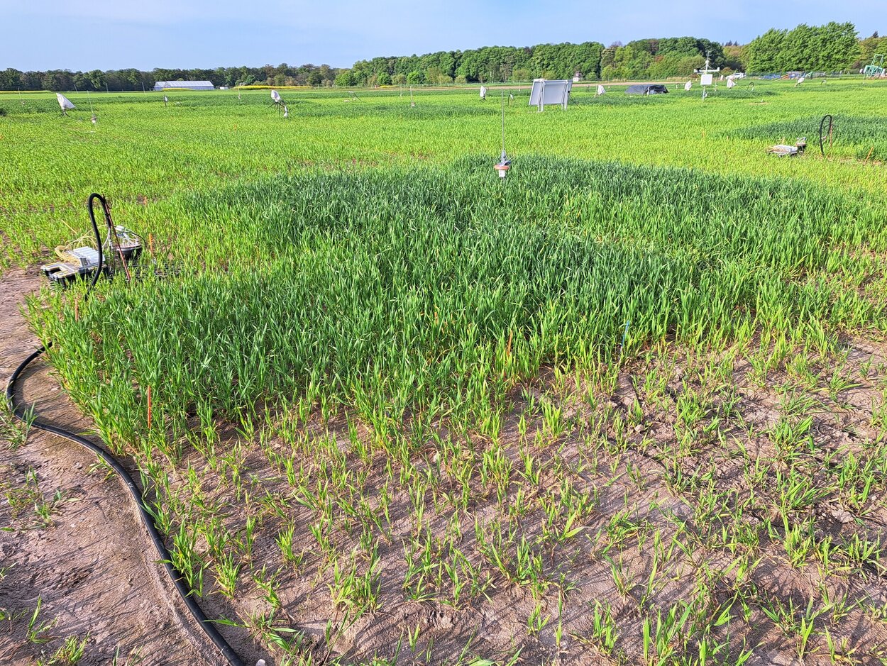 Foto eines Makroplots auf einer Versuchsfläche